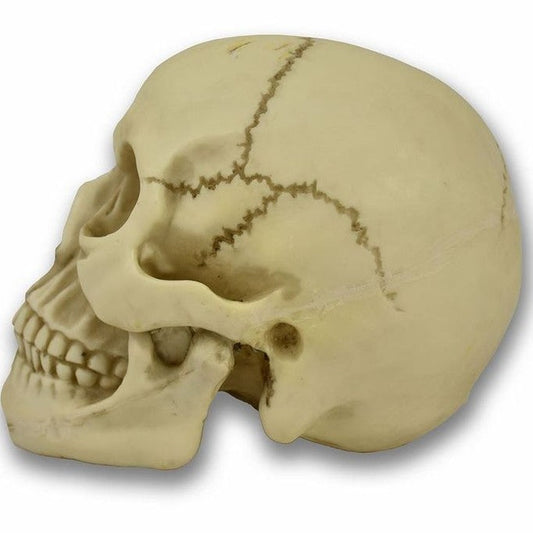 Original Size Halloween Skull Decoration