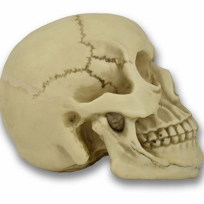 Original Size Halloween Skull Decoration